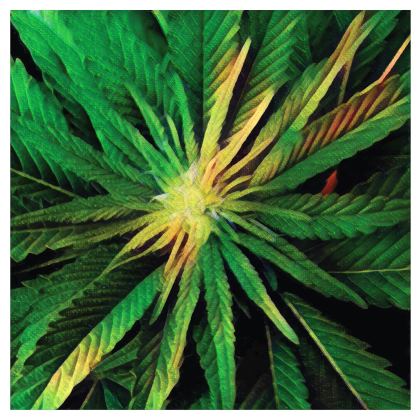 Baseball Hats — Sweetleaf with Ira Zoot artwork — alternate view 6