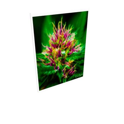 Fine Art Prints — Gorrillaz by Ira Zoot